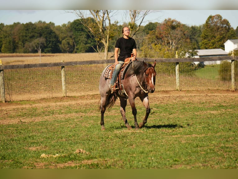 American Quarter Horse Merrie 6 Jaar 150 cm Roan-Bay in Fresno