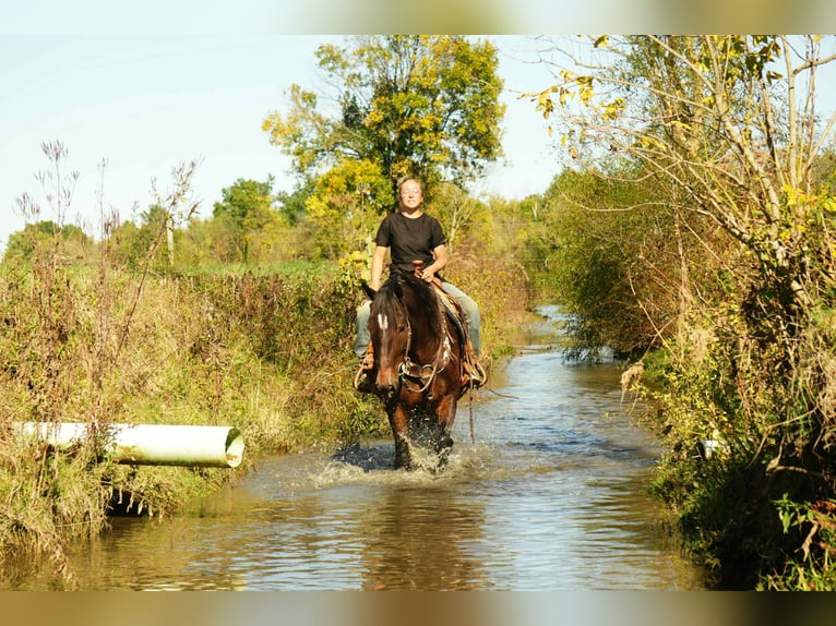 American Quarter Horse Merrie 6 Jaar 150 cm Roan-Bay in Fresno