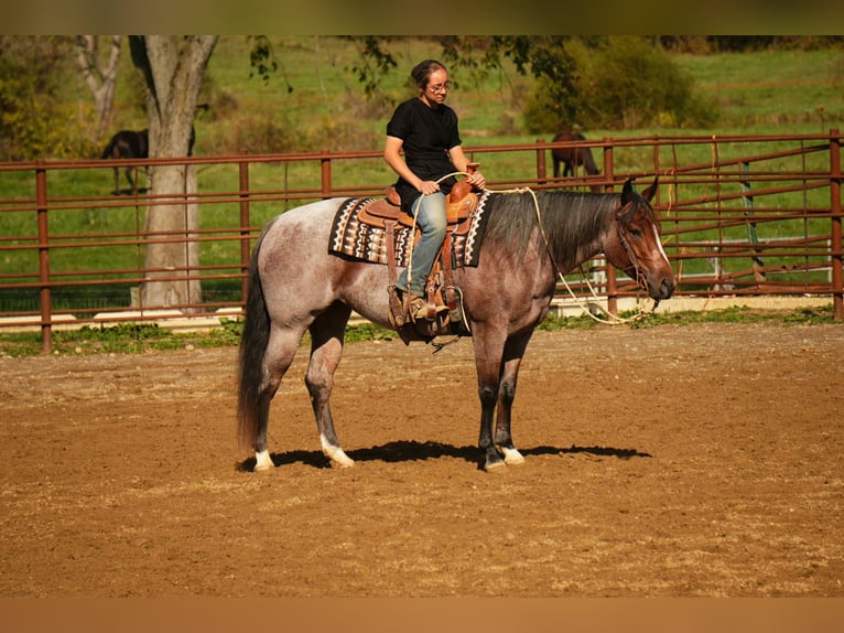 American Quarter Horse Merrie 6 Jaar 150 cm Roan-Bay in Fresno