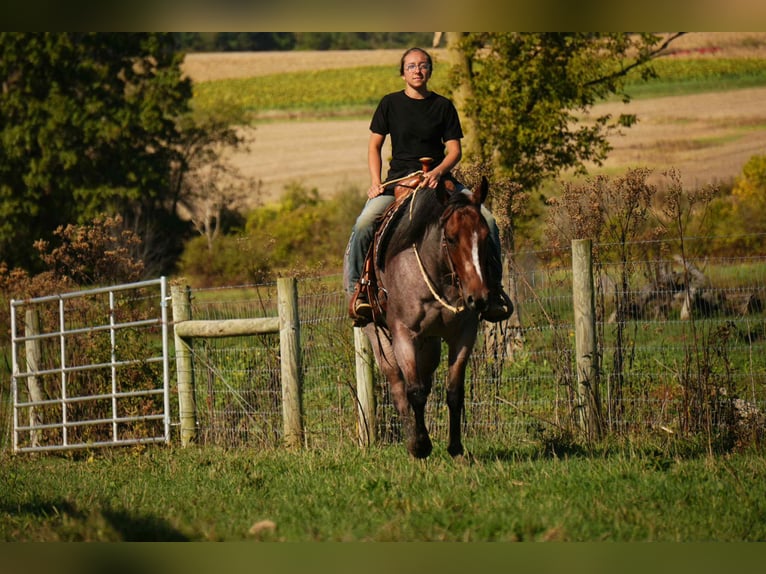American Quarter Horse Merrie 6 Jaar 150 cm Roan-Bay in Fresno