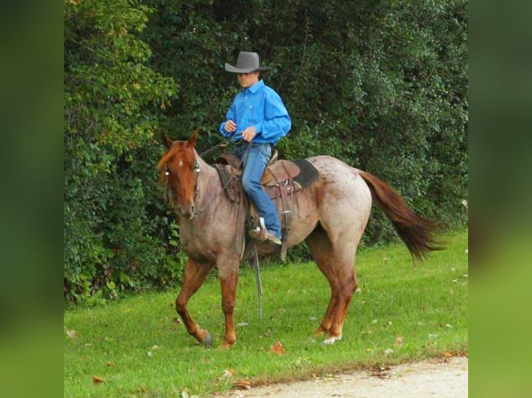 American Quarter Horse Merrie 6 Jaar 150 cm Roan-Red in Summit, WI