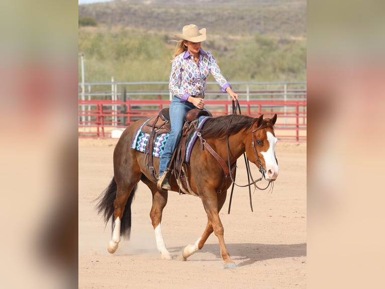 American Quarter Horse Merrie 6 Jaar 150 cm Roodvos in Cave Creek