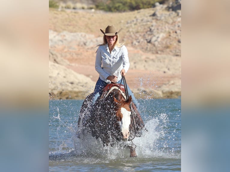 American Quarter Horse Merrie 6 Jaar 150 cm Roodvos in Cave Creek