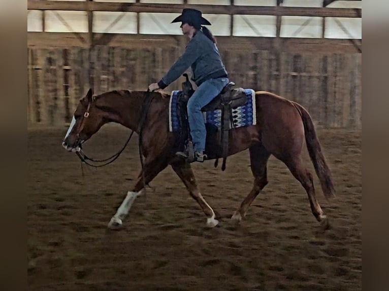 American Quarter Horse Merrie 6 Jaar 150 cm Roodvos in Robards