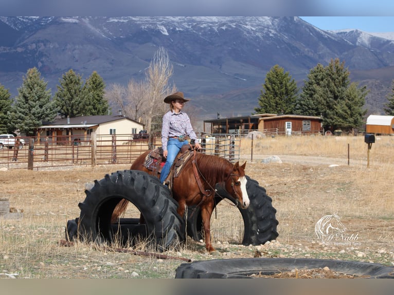 American Quarter Horse Merrie 6 Jaar 150 cm Roodvos in Cody