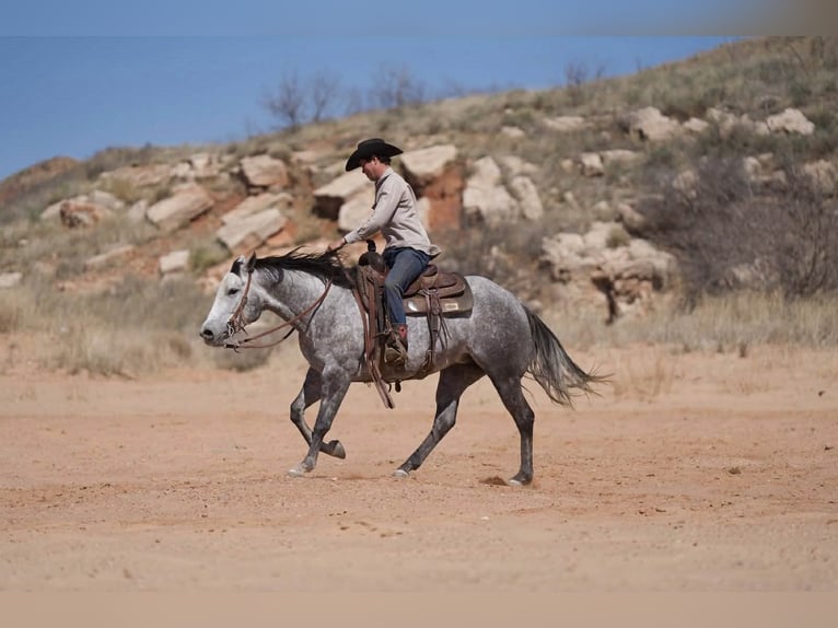 American Quarter Horse Merrie 6 Jaar 150 cm Schimmel in Canyon