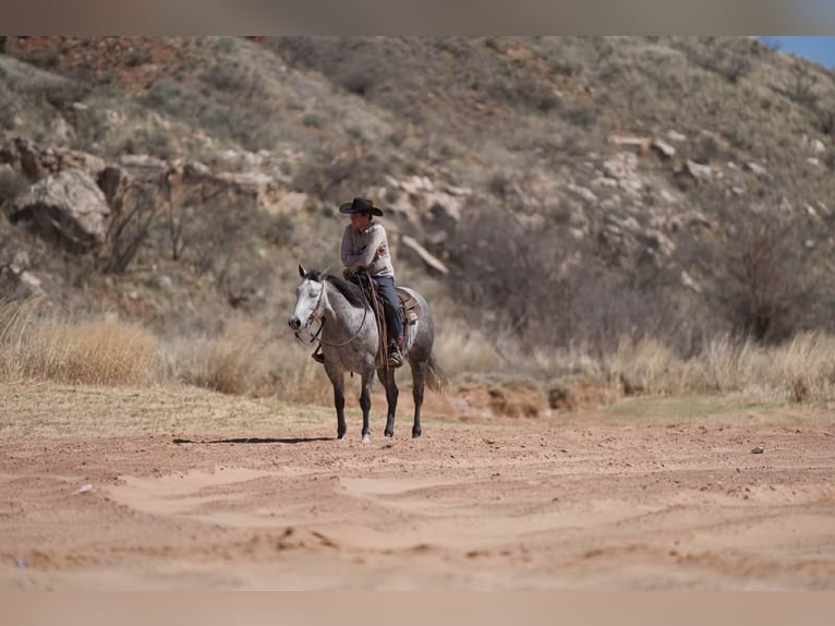 American Quarter Horse Merrie 6 Jaar 150 cm Schimmel in Canyon