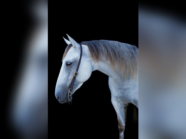 American Quarter Horse Merrie 6 Jaar 150 cm Schimmel in Middleboro, MA