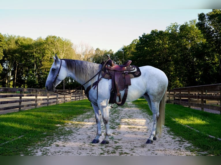 American Quarter Horse Merrie 6 Jaar 150 cm Schimmel in Middleboro, MA
