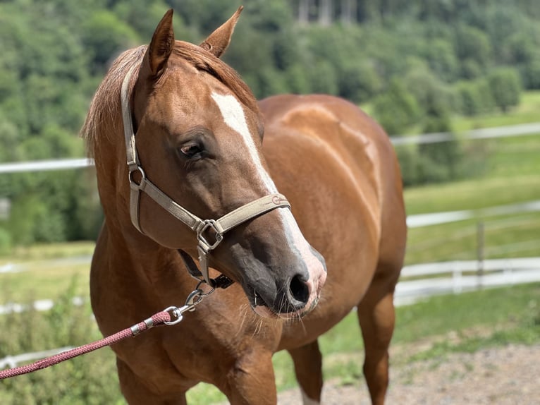 American Quarter Horse Merrie 6 Jaar 150 cm Vos in Elzach Oberprechtal