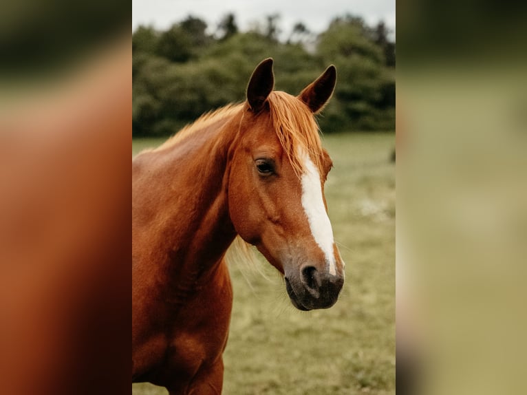 American Quarter Horse Merrie 6 Jaar 150 cm Vos in Schlüsselfeld