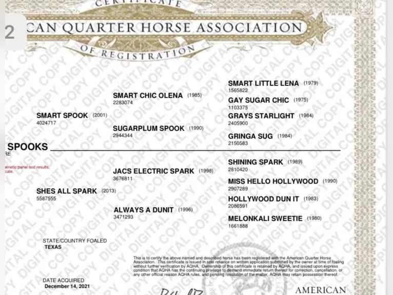 American Quarter Horse Merrie 6 Jaar 150 cm Vos in Haren