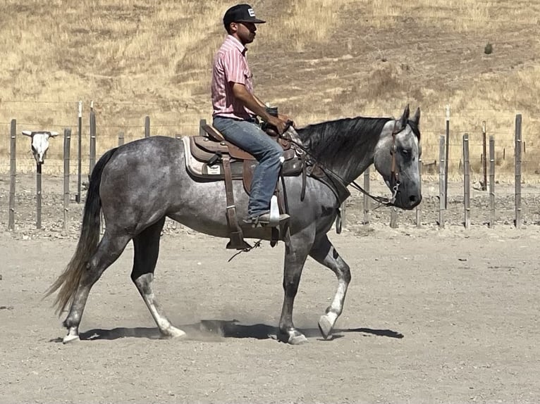 American Quarter Horse Merrie 6 Jaar 152 cm Appelschimmel in Paicines CA