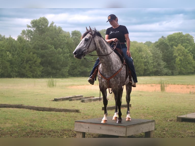 American Quarter Horse Merrie 6 Jaar 152 cm Appelschimmel in Pomaria SC