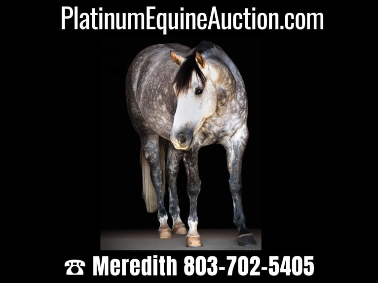 American Quarter Horse Merrie 6 Jaar 152 cm Appelschimmel in Pomaria SC