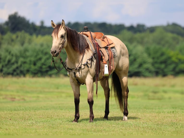 American Quarter Horse Merrie 6 Jaar 152 cm Buckskin in Cannon Falls