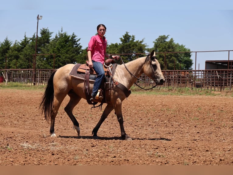 American Quarter Horse Merrie 6 Jaar 152 cm Buckskin in Ripley