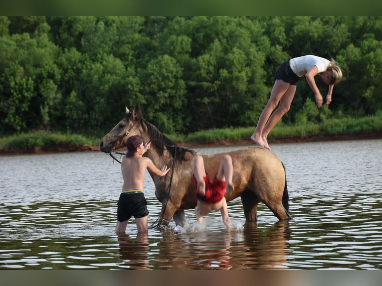 American Quarter Horse Merrie 6 Jaar 152 cm Buckskin in Ripley