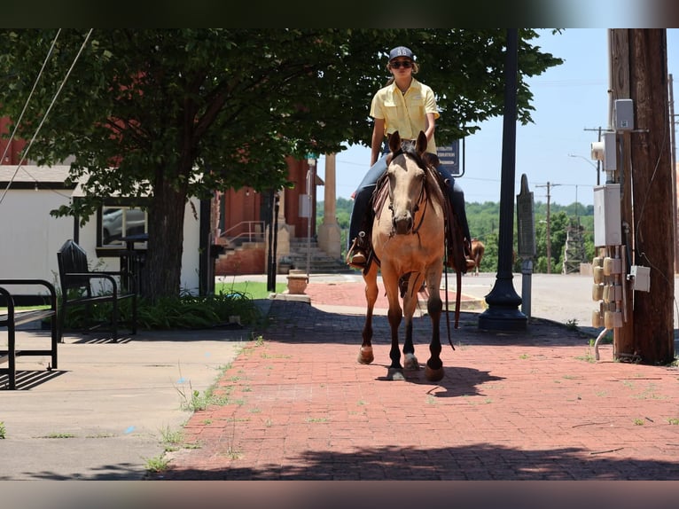 American Quarter Horse Merrie 6 Jaar 152 cm Buckskin in Ripley