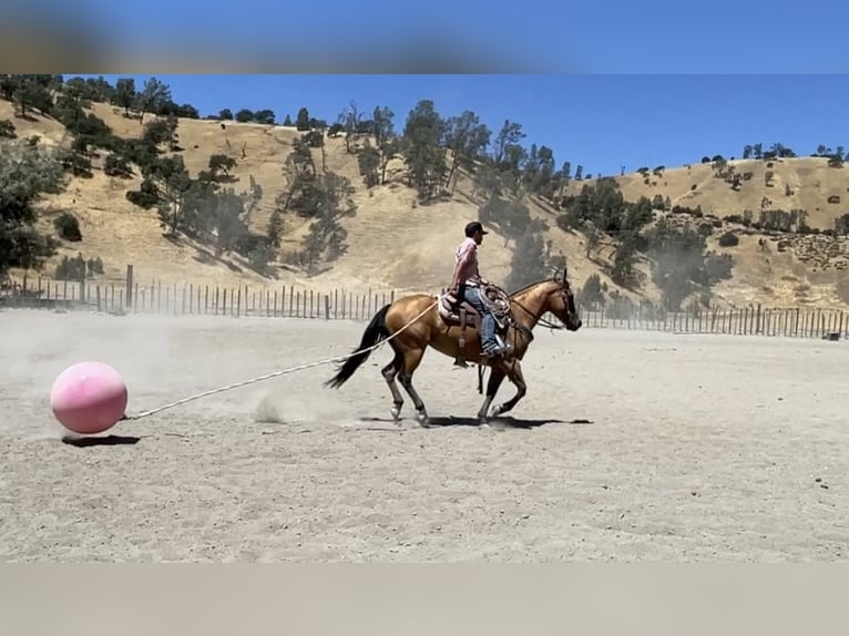 American Quarter Horse Merrie 6 Jaar 152 cm Buckskin in Paicines CA