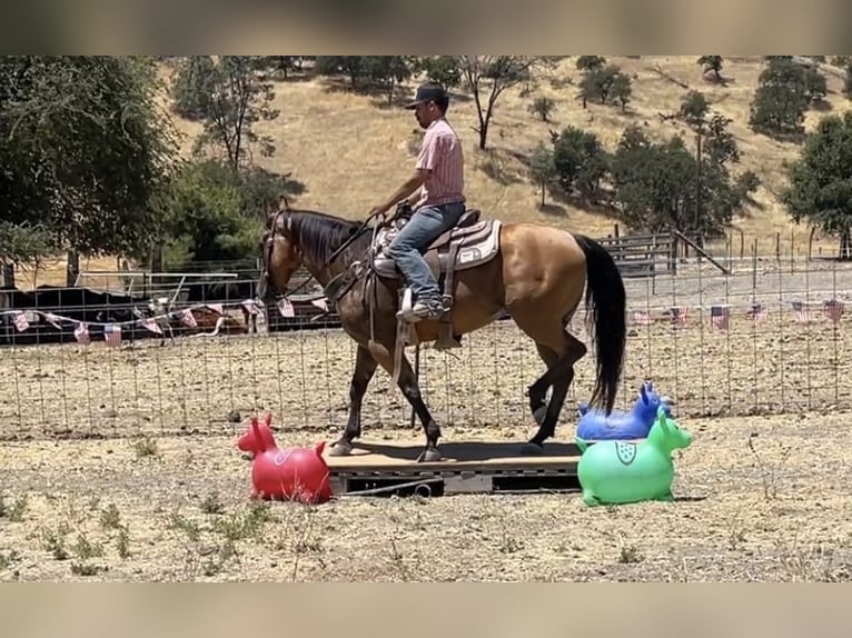 American Quarter Horse Merrie 6 Jaar 152 cm Buckskin in Paicines CA