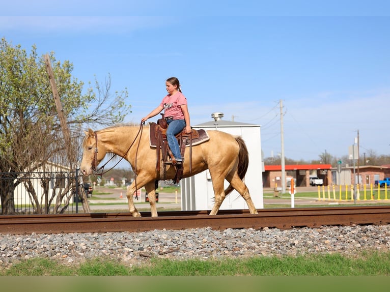 American Quarter Horse Merrie 6 Jaar 152 cm Champagne in Forney