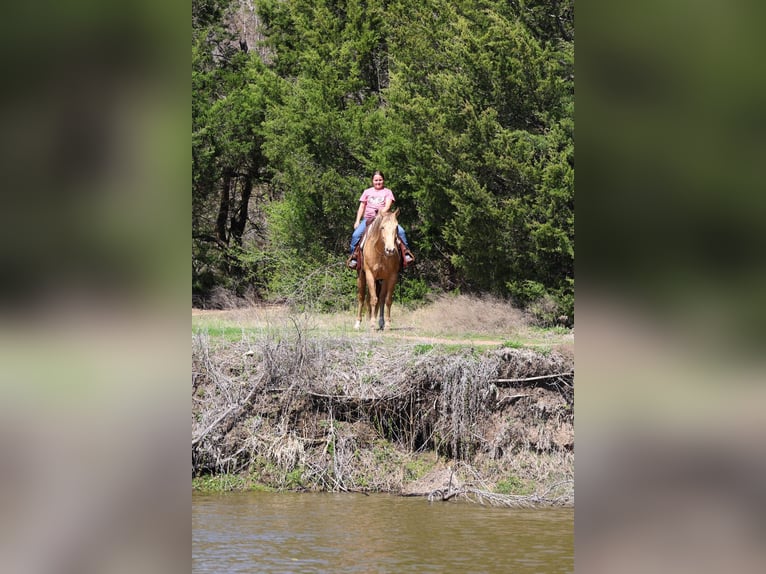 American Quarter Horse Merrie 6 Jaar 152 cm Champagne in Forney