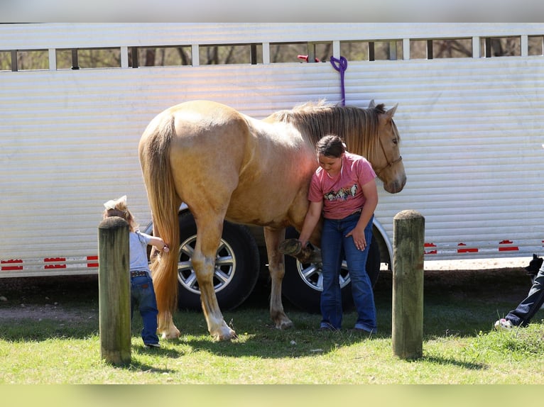 American Quarter Horse Merrie 6 Jaar 152 cm Champagne in Forney