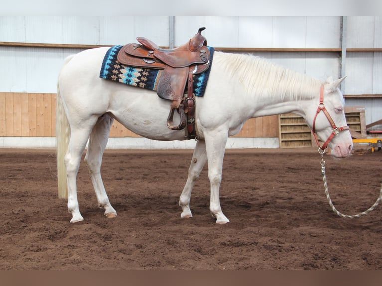 American Quarter Horse Merrie 6 Jaar 152 cm Cremello in Nistelrode