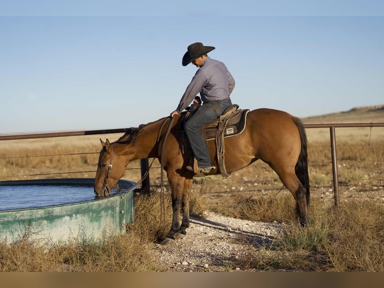 American Quarter Horse Merrie 6 Jaar 152 cm Falbe in Waco, TX