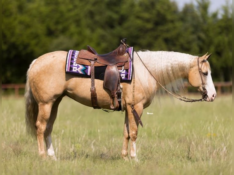 American Quarter Horse Merrie 6 Jaar 152 cm Palomino in Marietta