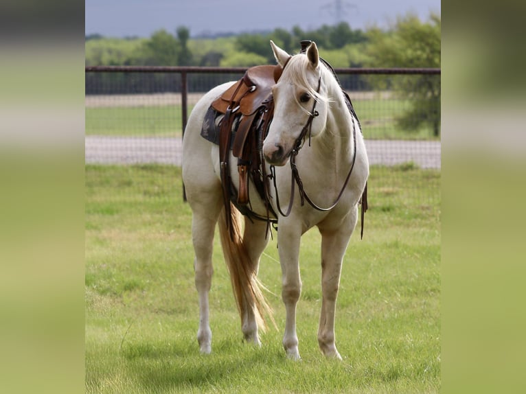 American Quarter Horse Merrie 6 Jaar 152 cm Palomino in Mineral Wells