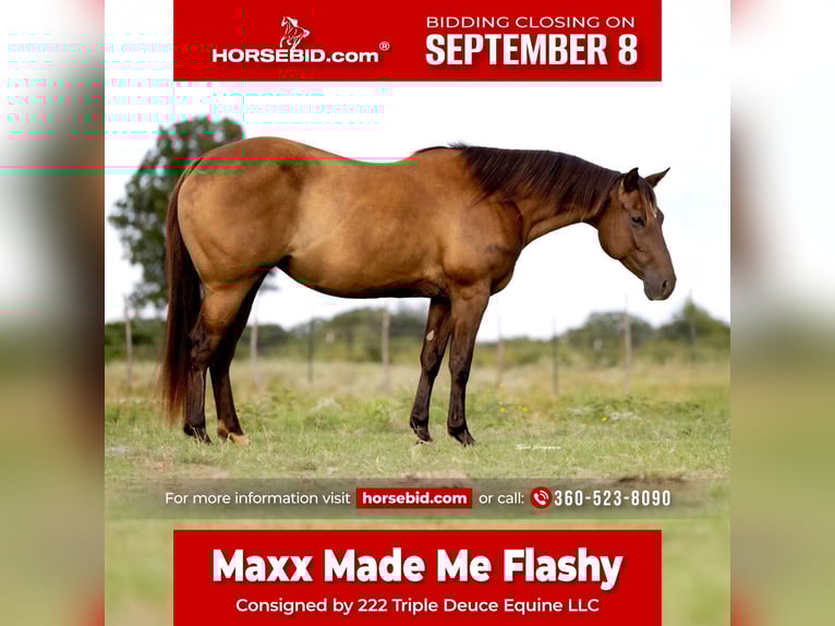 American Quarter Horse Merrie 6 Jaar 152 cm in Cisco, TX