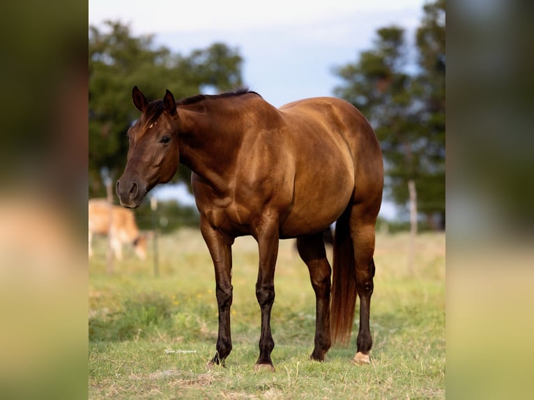 American Quarter Horse Merrie 6 Jaar 152 cm in Cisco, TX