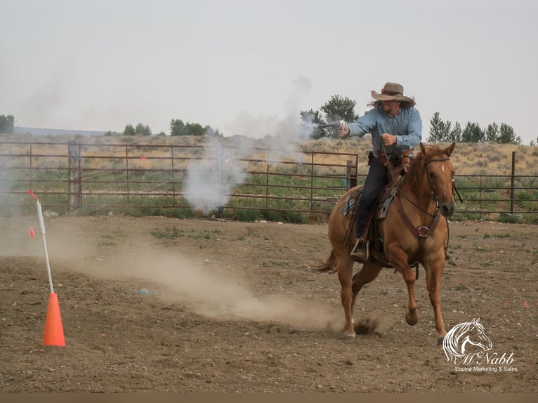 American Quarter Horse Merrie 6 Jaar 152 cm Red Dun in Cody