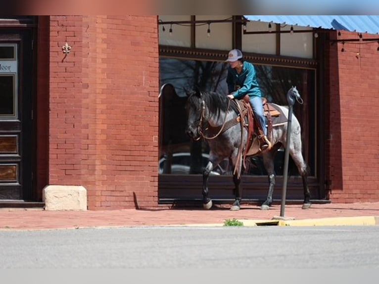 American Quarter Horse Merrie 6 Jaar 152 cm Roan-Blue in Ripley