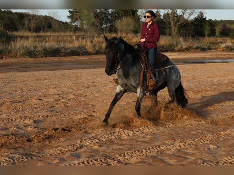 American Quarter Horse Merrie 6 Jaar 152 cm Roan-Blue in Ripley