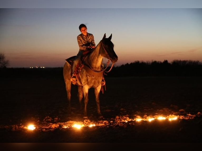 American Quarter Horse Merrie 6 Jaar 152 cm Roan-Blue in Ripley