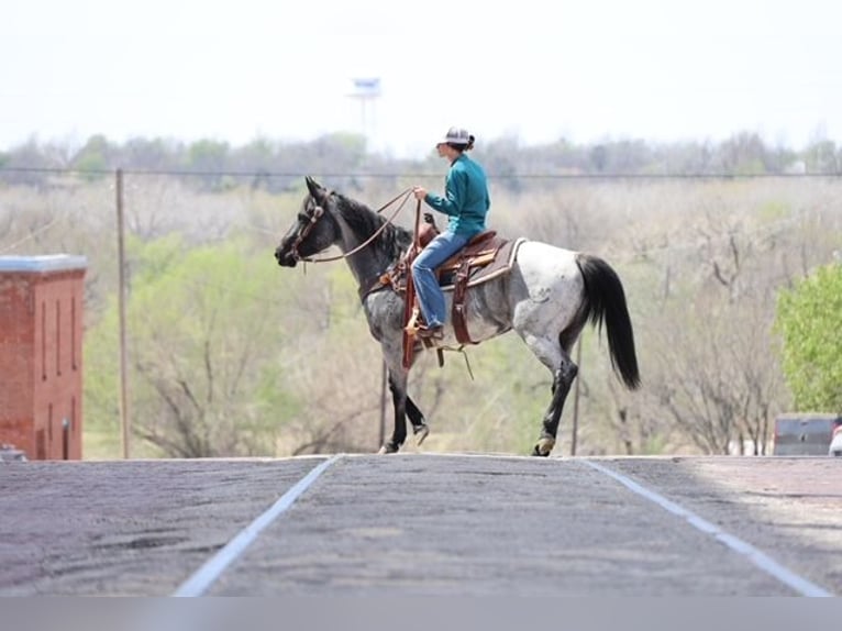 American Quarter Horse Merrie 6 Jaar 152 cm Roan-Blue in Ripley