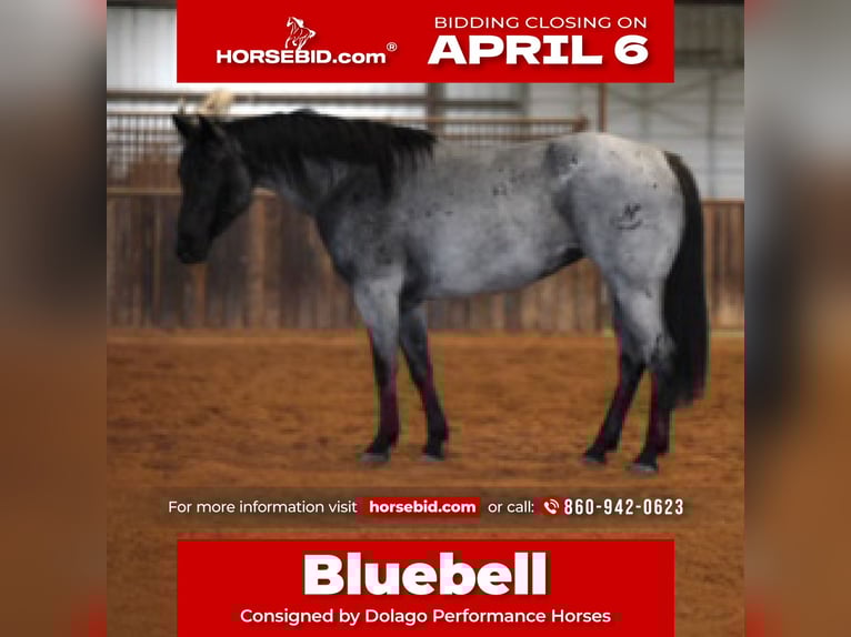 American Quarter Horse Merrie 6 Jaar 152 cm Roan-Blue in Ripley