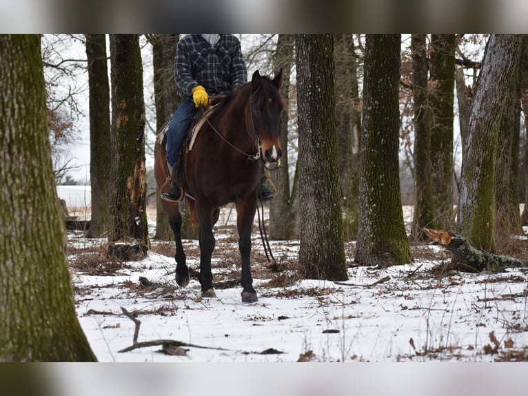 American Quarter Horse Merrie 6 Jaar 152 cm Roodbruin in Sulphur Springs