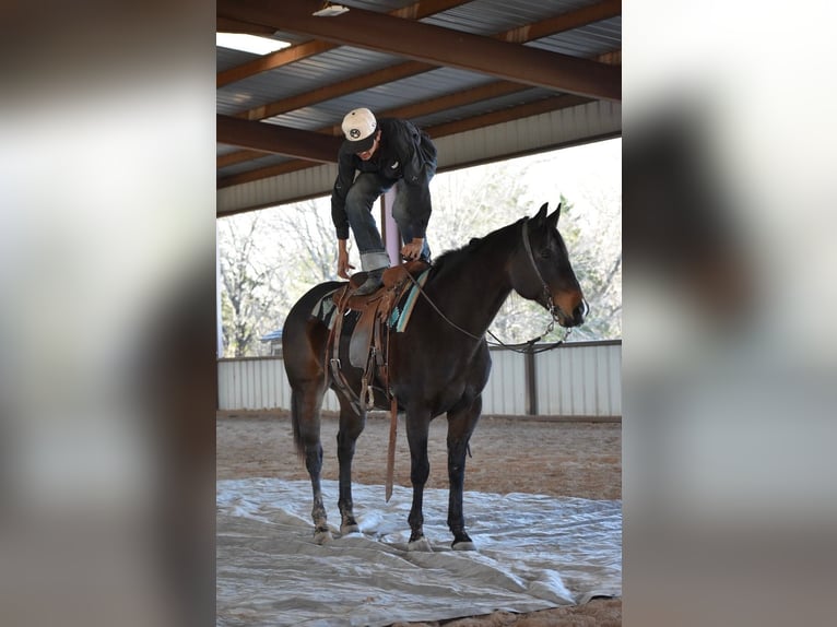 American Quarter Horse Merrie 6 Jaar 152 cm Roodbruin in Sulphur Springs
