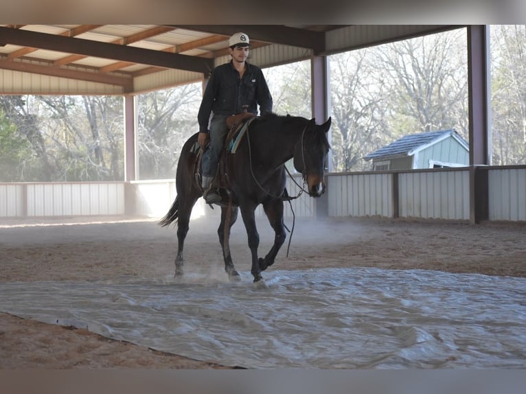 American Quarter Horse Merrie 6 Jaar 152 cm Roodbruin in Sulphur Springs