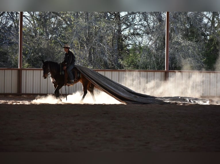 American Quarter Horse Merrie 6 Jaar 152 cm Roodbruin in Sulphur Springs