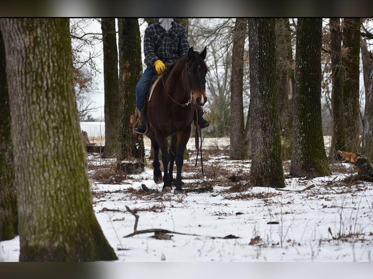 American Quarter Horse Merrie 6 Jaar 152 cm Roodbruin in Sulphur Springs
