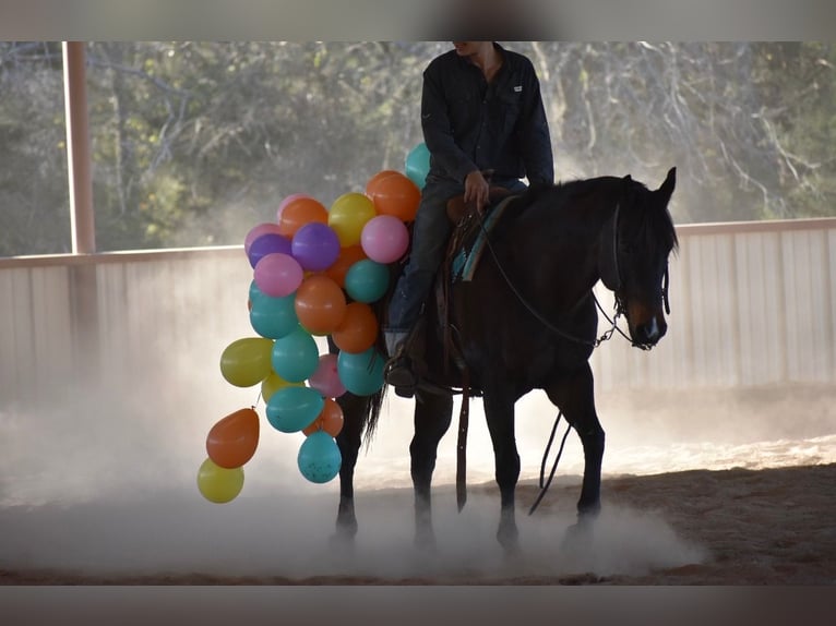 American Quarter Horse Merrie 6 Jaar 152 cm Roodbruin in Sulphur Springs