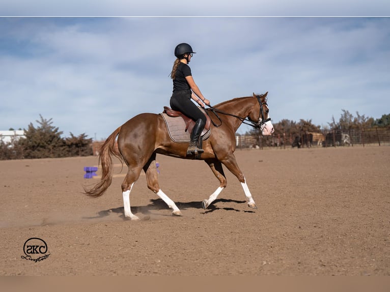 American Quarter Horse Merrie 6 Jaar 152 cm Roodvos in Canyon