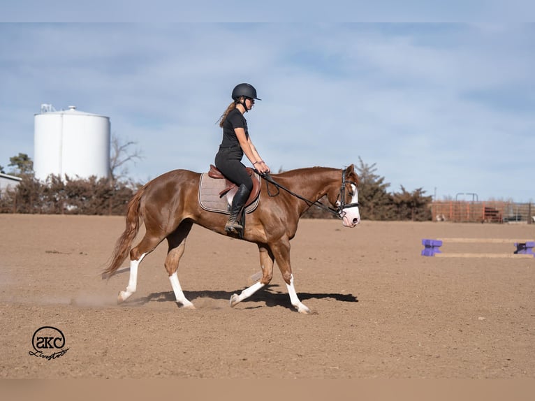 American Quarter Horse Merrie 6 Jaar 152 cm Roodvos in Canyon