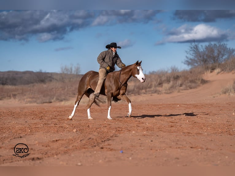 American Quarter Horse Merrie 6 Jaar 152 cm Roodvos in Canyon