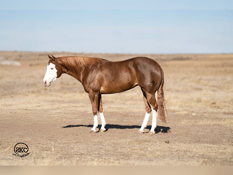 American Quarter Horse Merrie 6 Jaar 152 cm Roodvos in Canyon